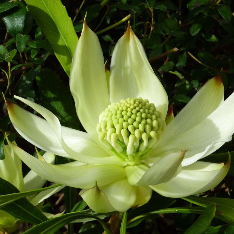 Telopea White - Waratah  blanc (Floraison)