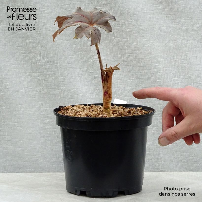 Spécimen de Tetrapanax papyrifera Rex en pot de 3L/4L tel que livré en hiver