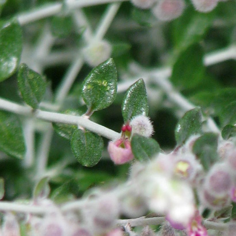 Teucrium marum - Germandrée maritime (Feuillage)