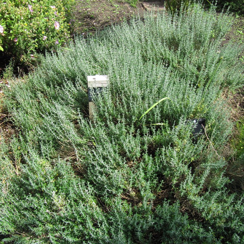 Teucrium marum - Germandrée maritime (Port)