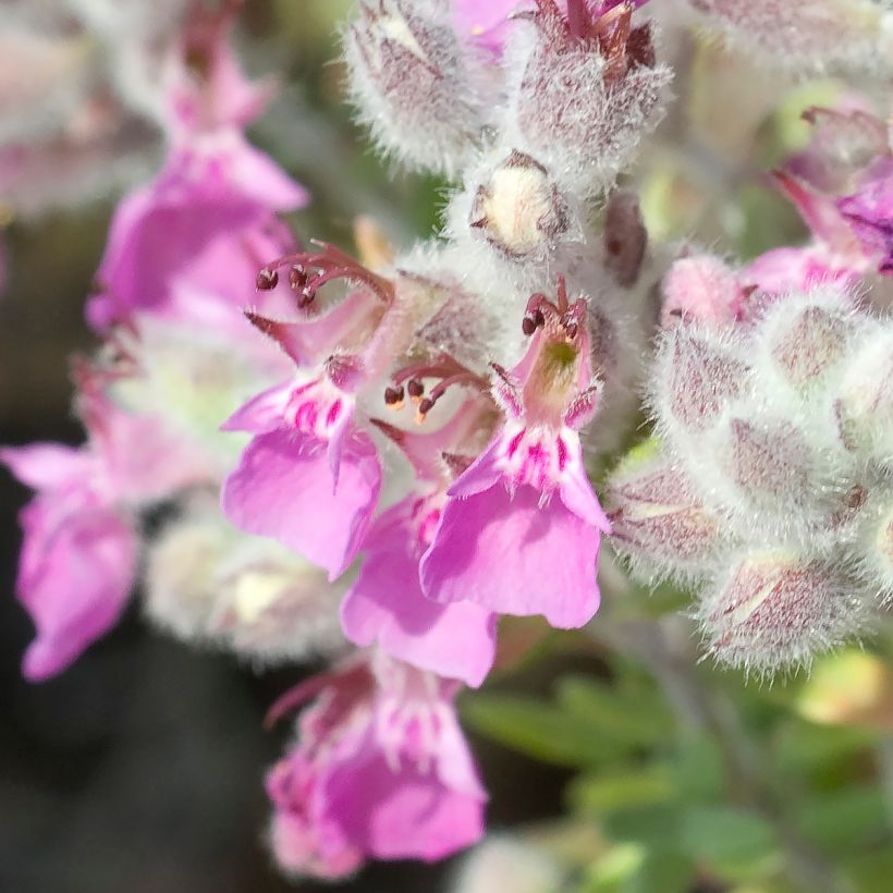 Teucrium marum - Germandrée maritime (Floraison)