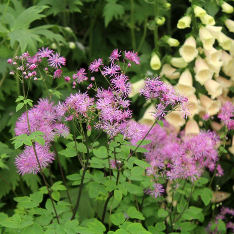 Thalictrum Black Stockings - Pigamon (Floraison)