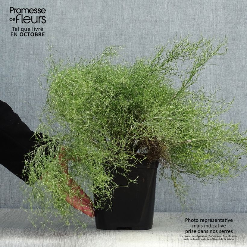 Spécimen de Thamnochortus cinereus - Restio Pot de 3L/4L tel que livré en automne