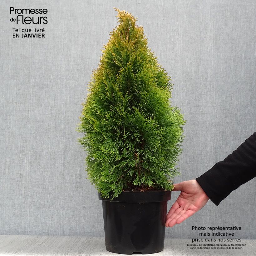 Spécimen de Thuja occidentalis Golden Smaragd - Thuya du Canada en pot de 7,5L/10L tel que livré en hiver