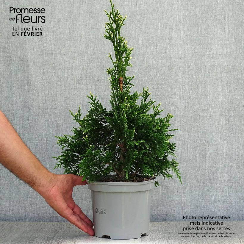 Spécimen de Thuja plicata Can-Can - Thuya compact en pot de 2L/3L tel que livré en automne