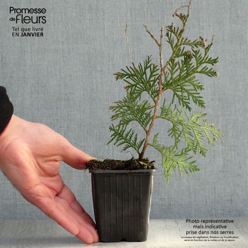 Spécimen de Thuya du Canada - Thuja occidentalis Brabant en godet de 9cm tel que livré en hiver