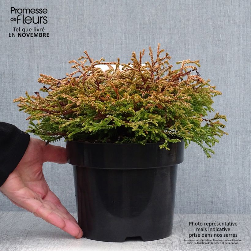 Spécimen de Thuya du Canada - Thuja occidentalis Golden Tuffet Pot de 2L/3L tel que livré en automne