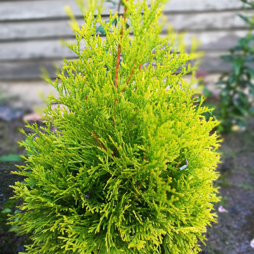 Thuya du Canada - Thuja occidentalis Malonyana Aurea (Feuillage)