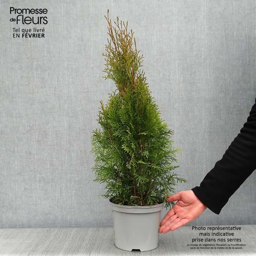 Spécimen de Thuya du Canada - Thuja occidentalis Smaragd 50/60cm en pot de 3.5L tel que livré en hiver