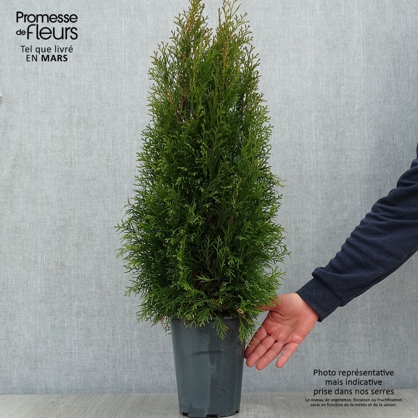 Spécimen de Thuya du Canada - Thuja occidentalis Smaragd 50/60cm en pot de 5L tel que livré en hiver