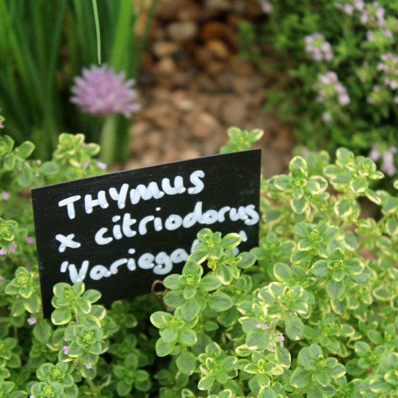 Thym citron panaché - Thymus citriodorus variegated (Feuillage)