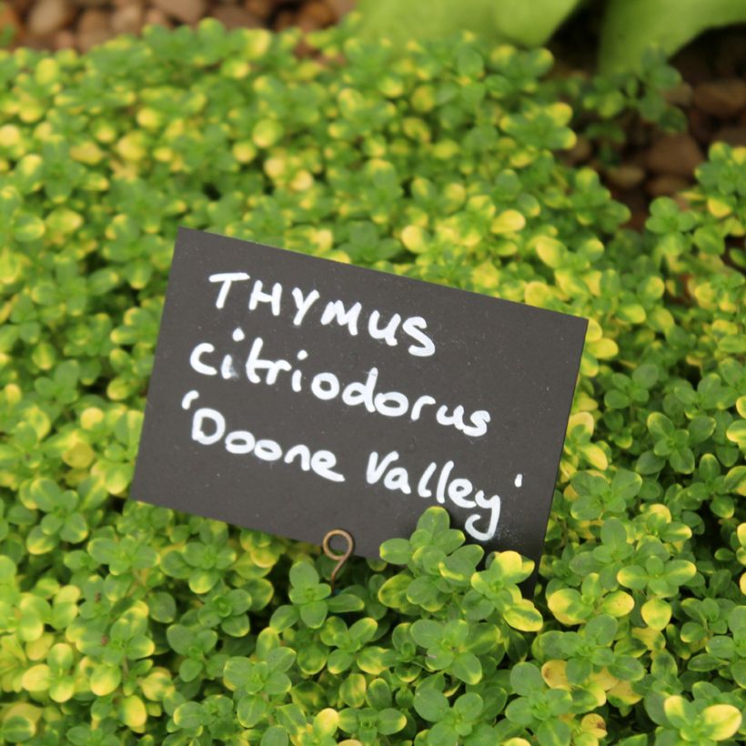 Thym hybride Doone Valley - Thymus (x) citriodorus (Feuillage)