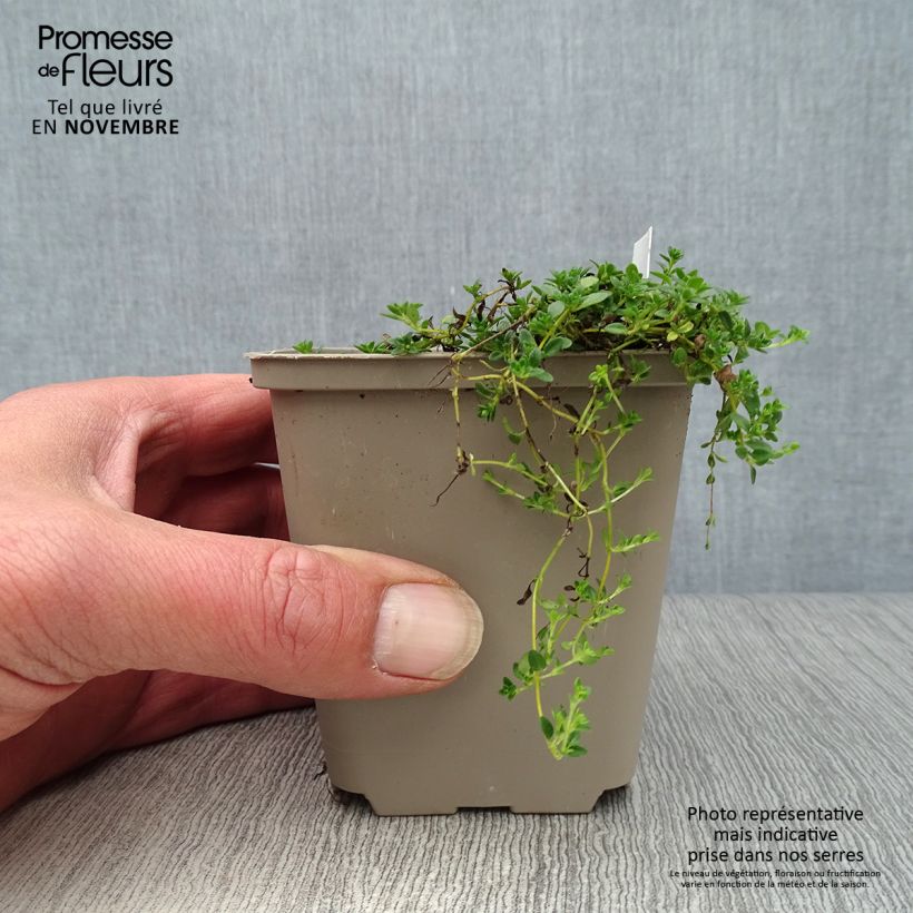 Spécimen de Thym précoce - Thym praecox Albiflorus en godet de 9 cm tel que livré en automne