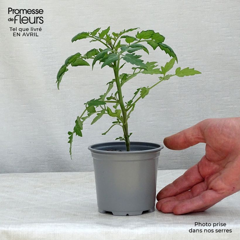 Spécimen de Tomate Cherry Orange en pot de 10,5 cm - Tomate cerise tel que livré au printemps