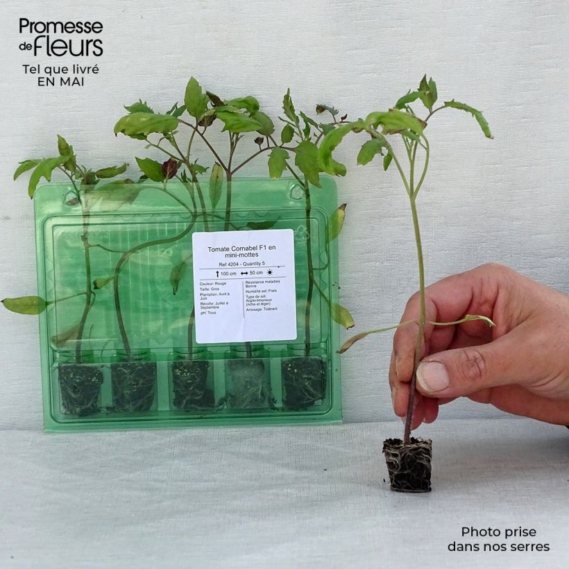 Spécimen de Tomate Cornabel F1 en plants - Cornue des Andes hybride tel que livré au printemps