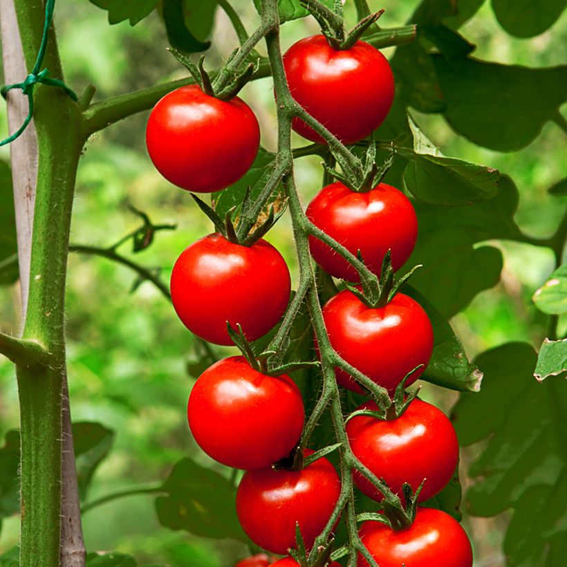 Tomate cerise Gardener's Delight BIO (Récolte)