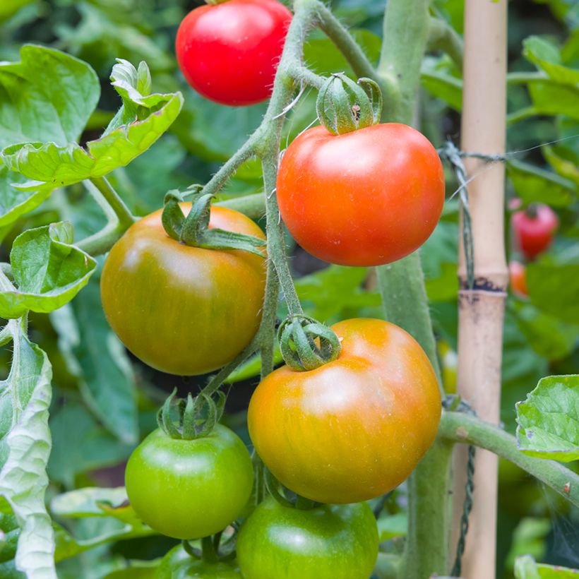 Tomate Moneymaker BIO - Tomate grappe (Récolte)