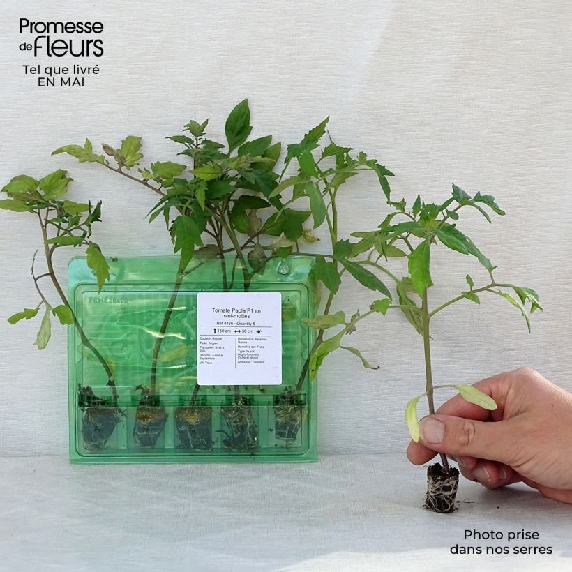 Spécimen de Tomate Paola F1 en plants Mini-motte Ø 3/4 cm, Plant vert de 5 à 10 cm de haut tel que livré au printemps