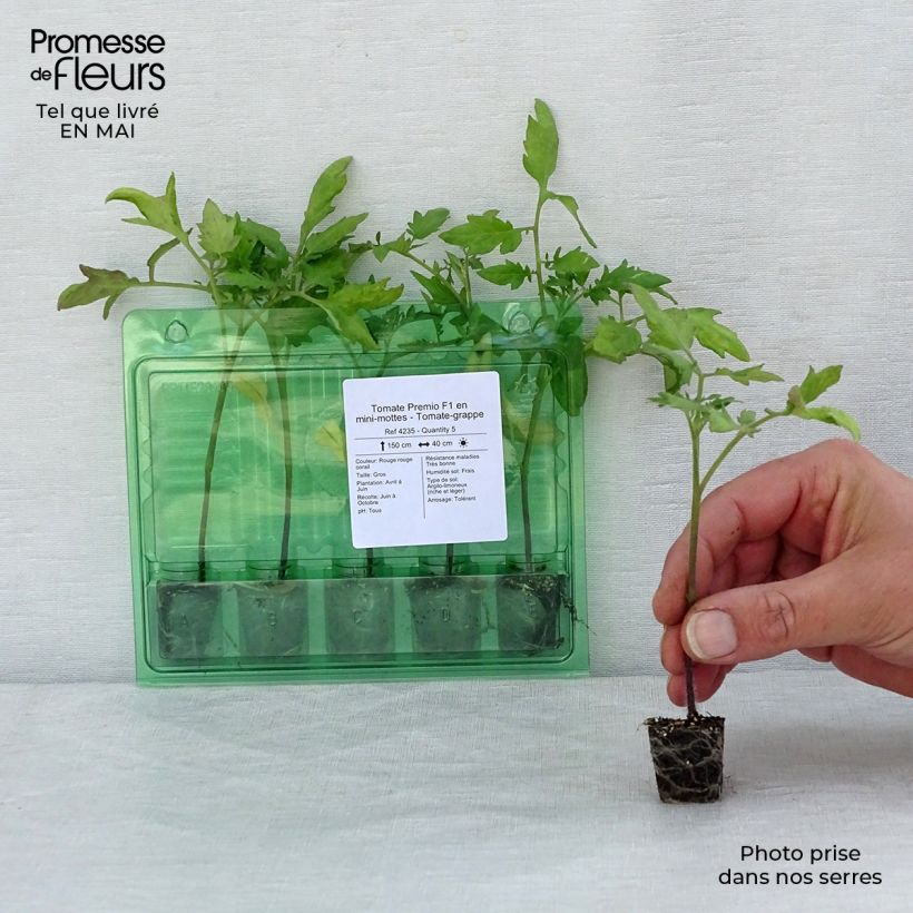 Spécimen de Tomate Premio F1 en plants - Tomate-grappe tel que livré au printemps