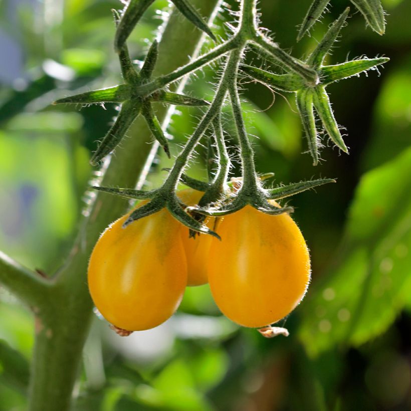 Tomate cerise Yellow Pearshaped (Poire jaune) BIO (Récolte)