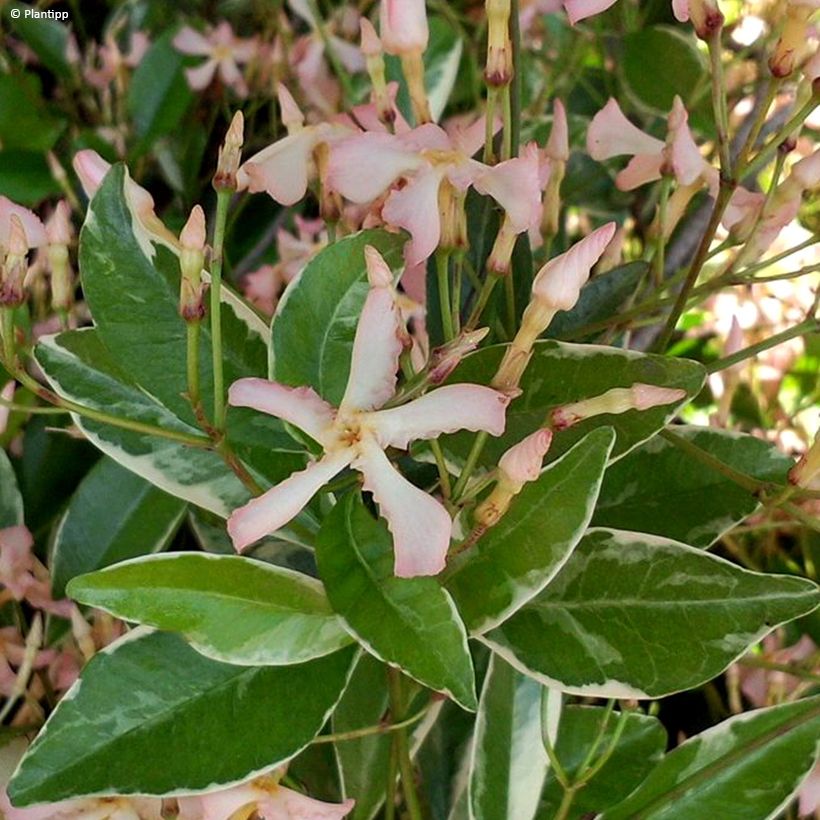 Trachelospermum asiaticum Star of Milano - Jasmin étoilé (Floraison)