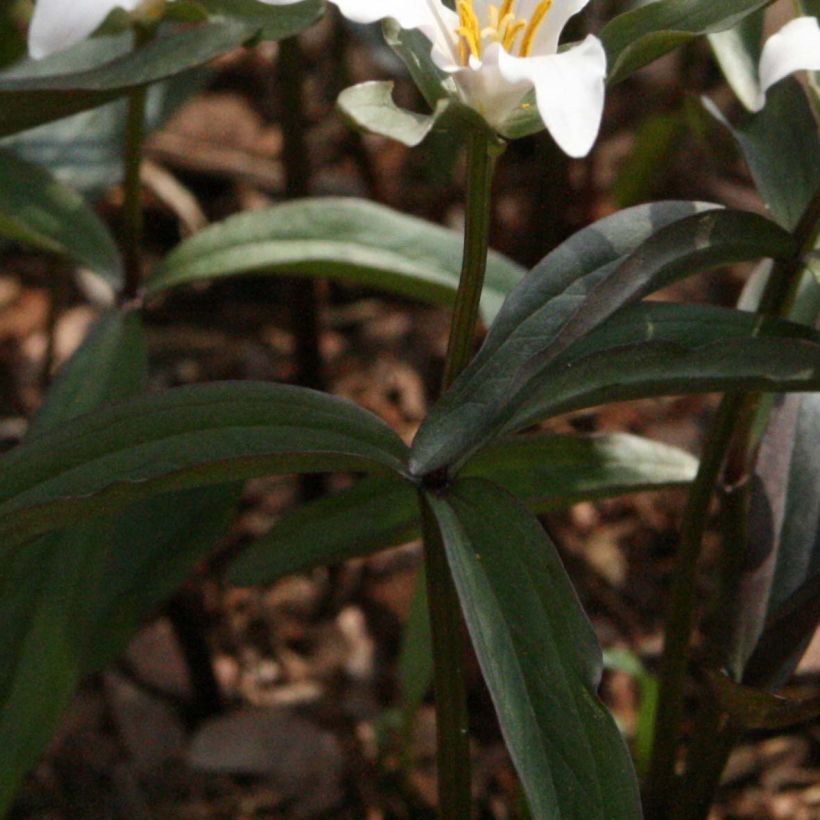 Trillium pusillum -Trille nain (Feuillage)