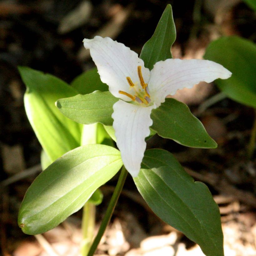 Trillium pusillum -Trille nain (Floraison)