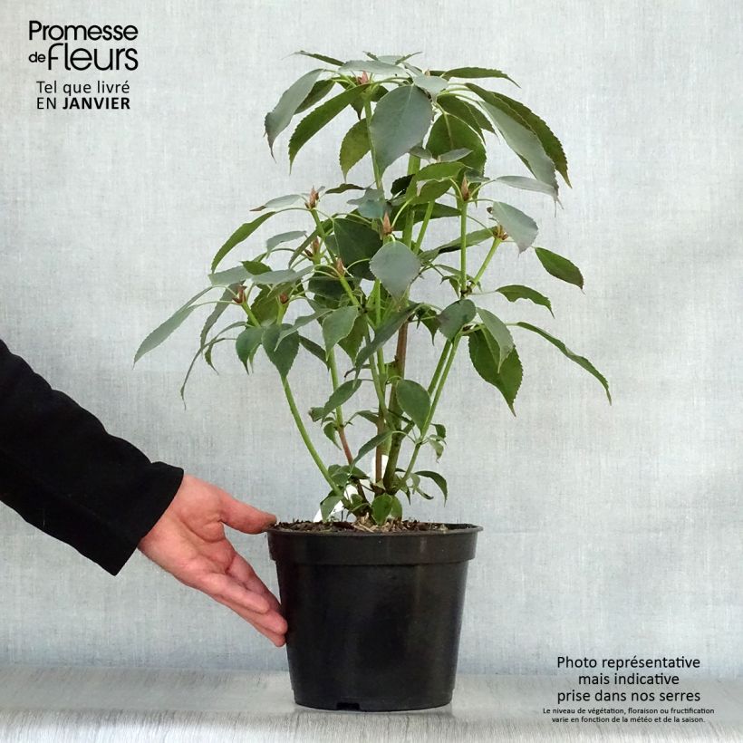 Spécimen de Trochodendron aralioides - Arbre aux roues Pot de 4L/5L tel que livré en hiver