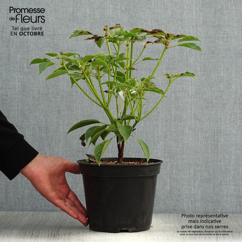 Spécimen de Trochodendron aralioides - Arbre aux roues Pot de 4L/5L tel que livré en automne