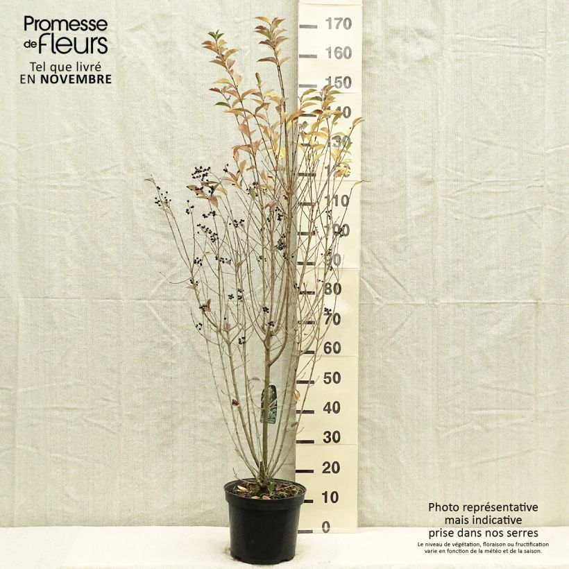 Spécimen de Troène - Ligustrum ovalifolium 100/125cm en pot de 10L tel que livré en automne