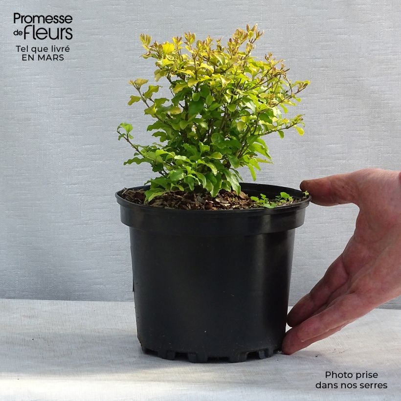 Spécimen de Troène de Californie Lemon Lime - Ligustrum ovalifolium  Pot de 2L/3L tel que livré en hiver