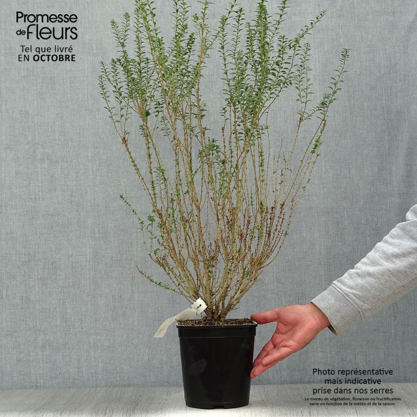 Spécimen de Troène de Chine - Ligustrum sinense Eugene Clive Pot de 4L tel que livré en automne