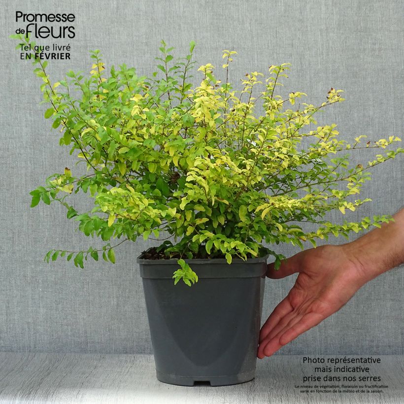 Spécimen de Troène de Chine - Ligustrum sinense Sunshine Pot de 4L tel que livré en automne