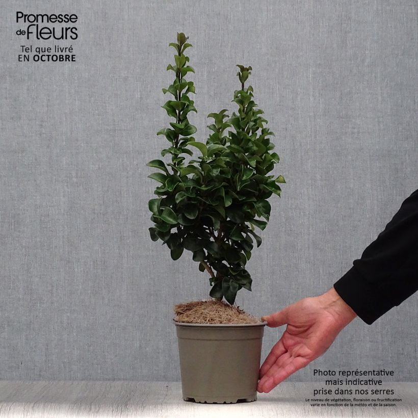 Spécimen de Troène du Japon - Ligustrum japonicum Rotundifolium Pot de 2L/3L tel que livré en automne