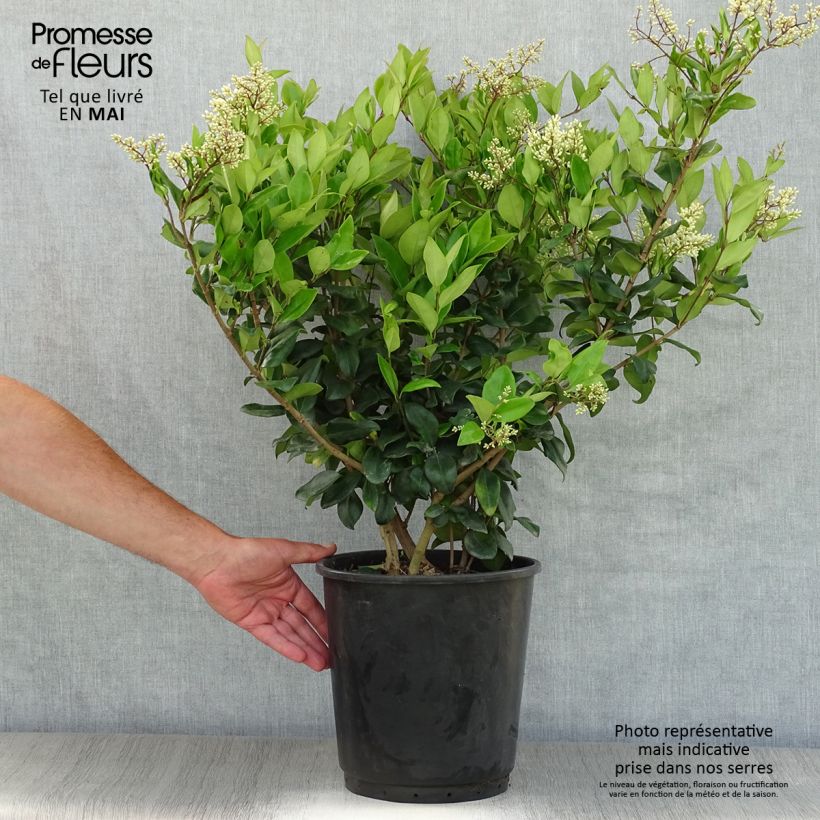 Spécimen de Troène du Texas - Ligustrum japonicum Texanum en pot de 7,5L/10L tel que livré au printemps