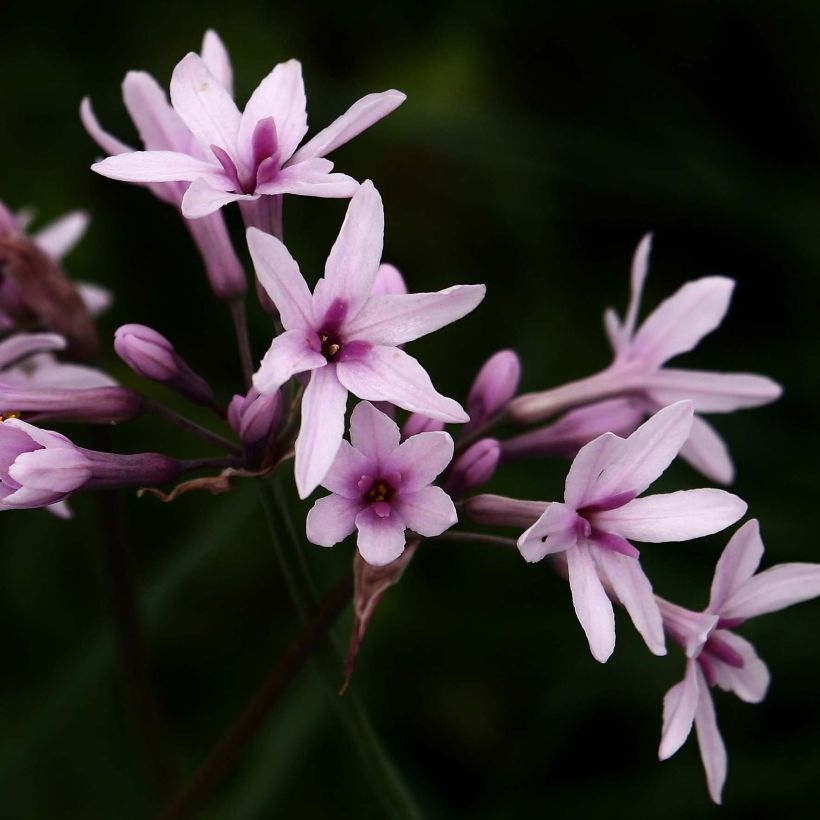 Tulbaghia Purple Eye - Tulbaghie (Floraison)