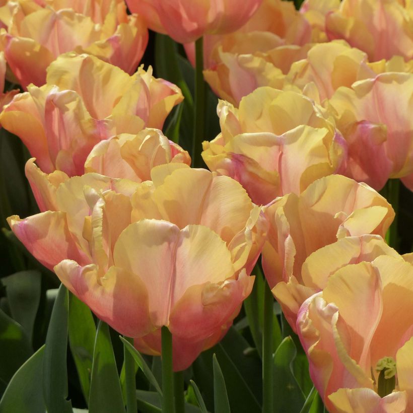 Tulipe Triomphe Astronaut Andre Kuipers (Floraison)