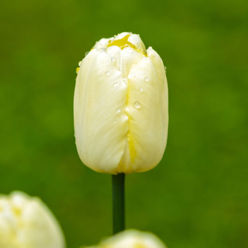 Tulipe Triomphe Creme Flag (Floraison)