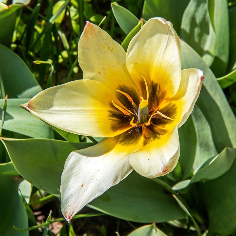 Tulipe botanique greigii Albion Star (Floraison)