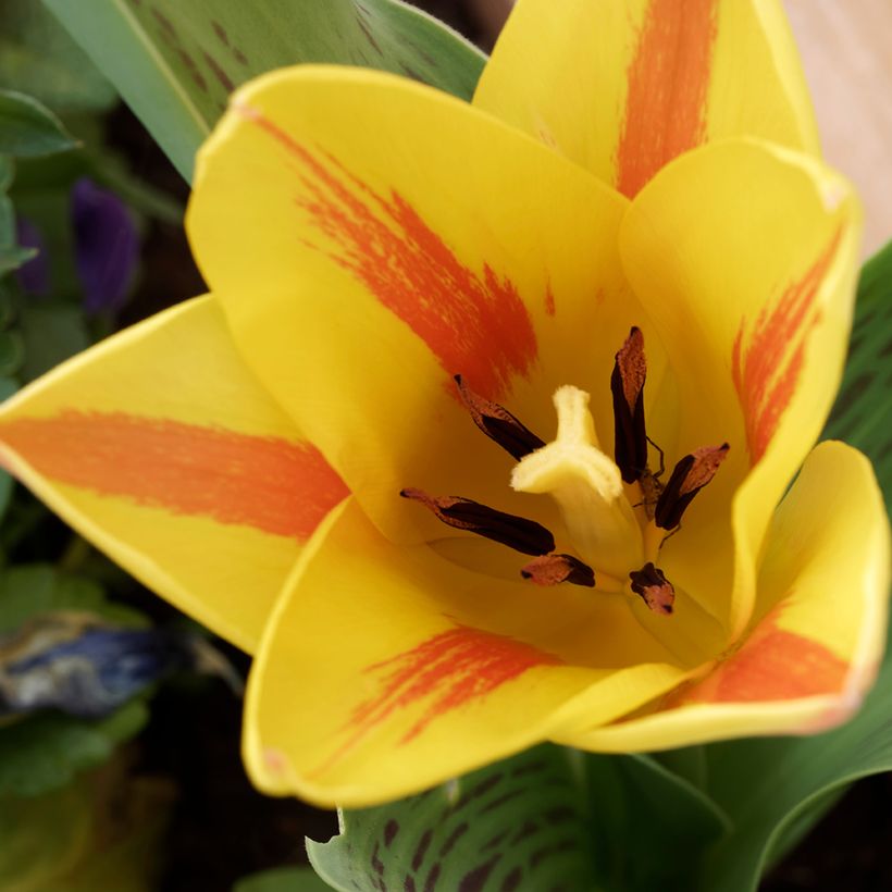 Tulipe botanique greigii Winnipeg (Floraison)