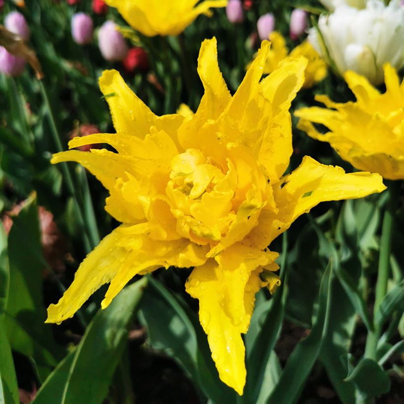 Tulipe fleur de lis Yellow Spider (Floraison)