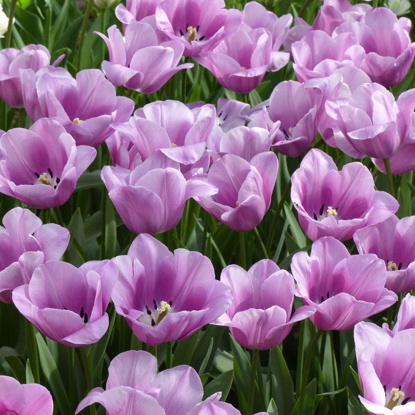 Courrier-Service. Jardinage : plantation tardive de bulbes de tulipes et de  jacinthes