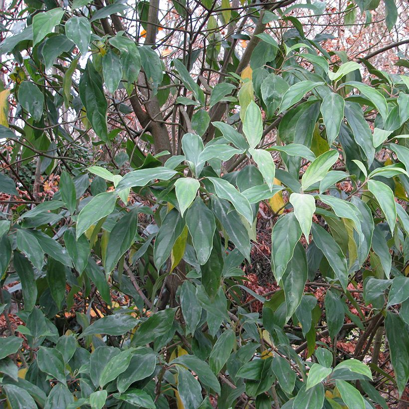 Viburnum cylindricum - Viorne à fleurs tubulaires (Feuillage)