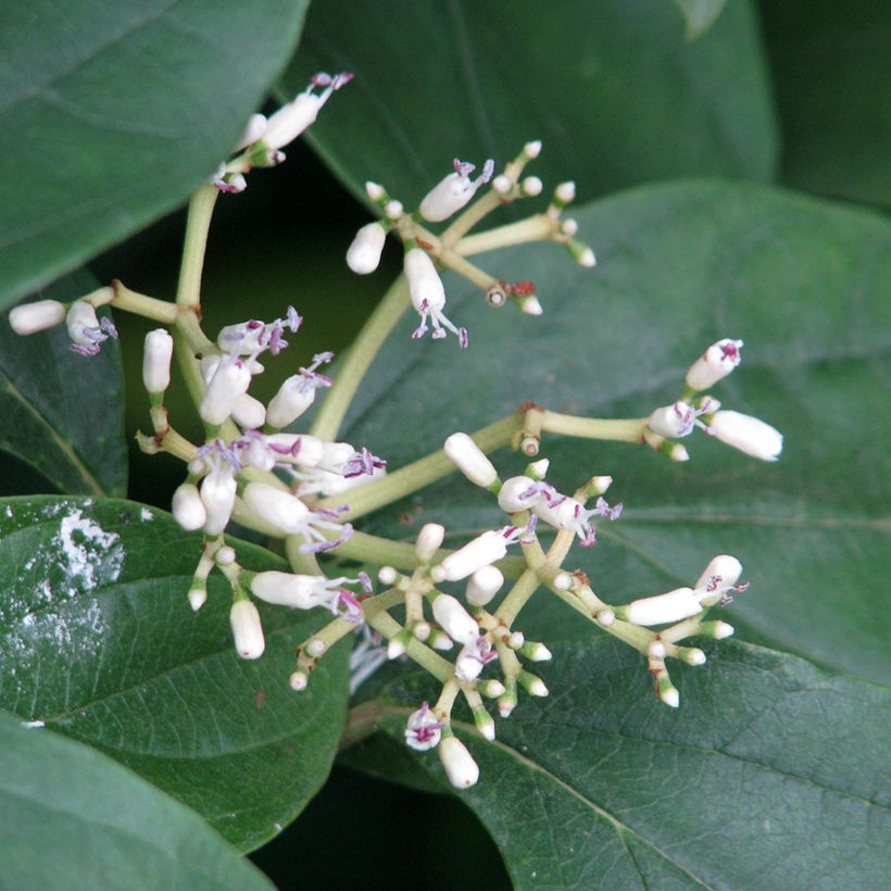 Viburnum cylindricum - Viorne à fleurs tubulaires (Floraison)