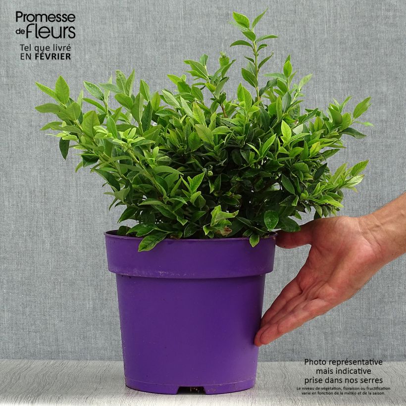 Spécimen de Vaccinium Tophat - myrtillier d'Amérique Pot de 4L/5L tel que livré en automne