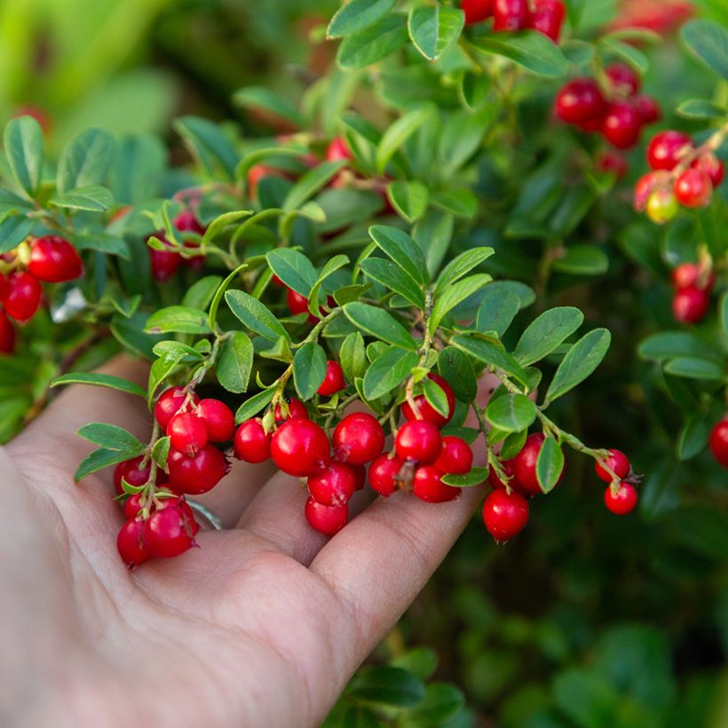 Airelle rouge Koralle - Vaccinium vitis-idaea (Récolte)