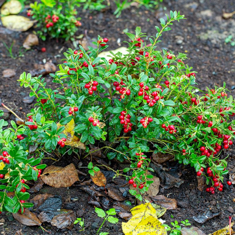 Airelle rouge Koralle - Vaccinium vitis-idaea (Port)