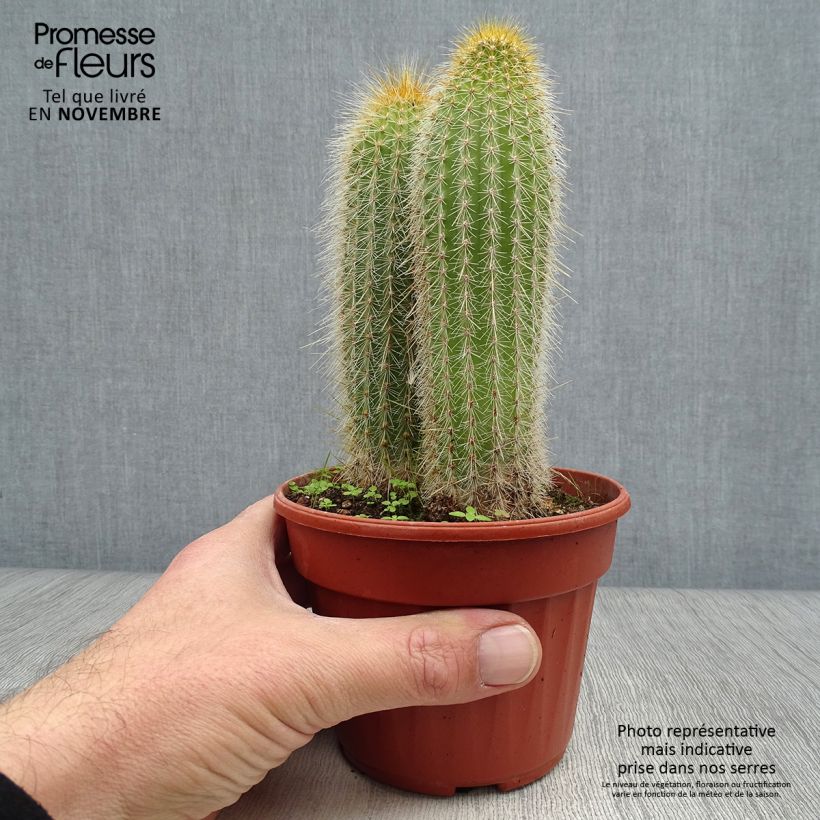 Spécimen de Vatricania guentheri - Cactus cierge Pot de 13 cm tel que livré en automne