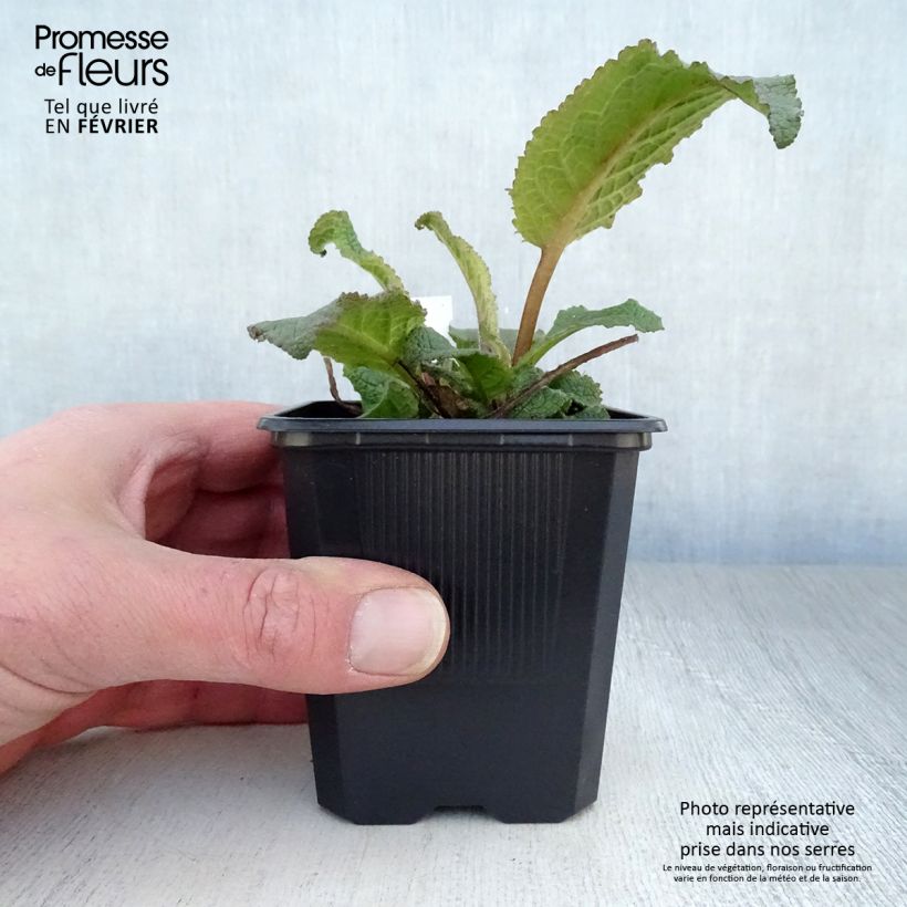 Spécimen de Verbascum hybride Southern Charm - Molène tel que livré en hiver