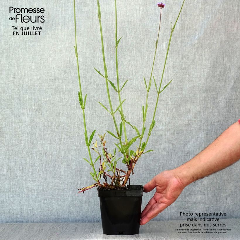 Spécimen de Verbena bonariensis - Verveine de Buenos Aires tel que livré en été